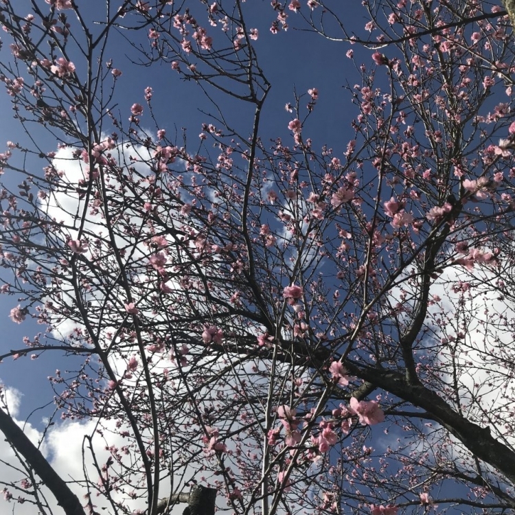 If you visit us in Spring time, you might see our Almond tree in full bloom