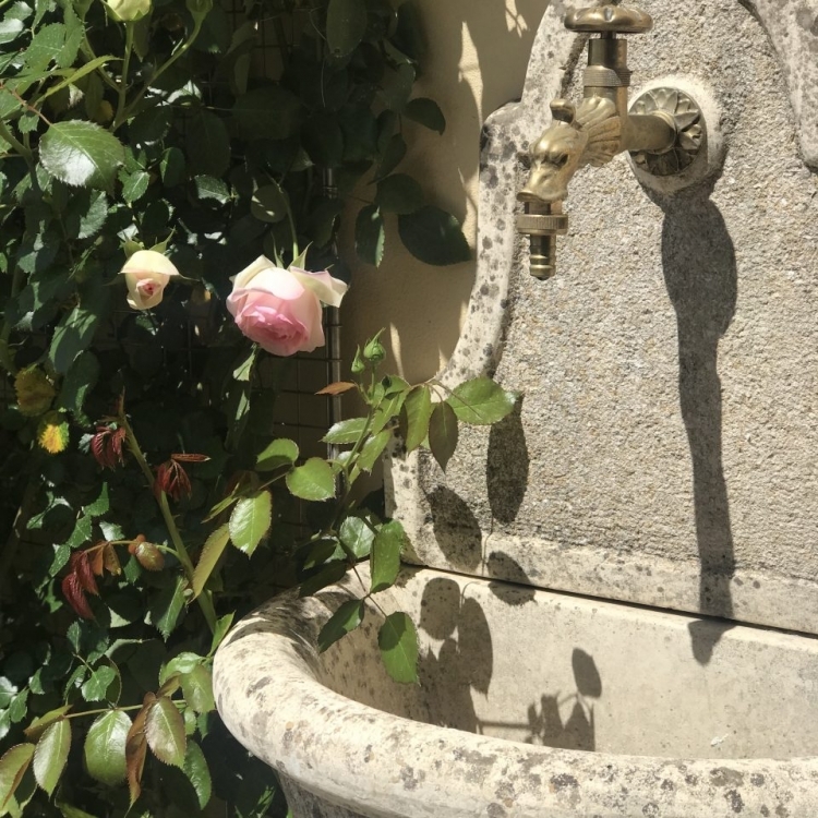 Our beloved Roses and Fountain